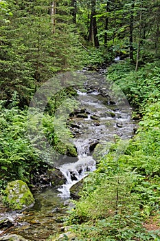 a small creek in the forest in summer