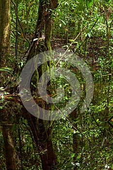 Small creek in lush rainforest at Borneo Malaysia