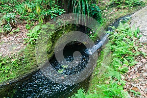 Small creek in National Park El Imposible, El Salvad photo