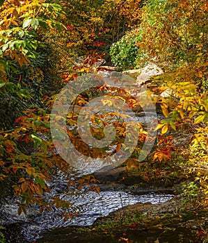 Small Creek in North Carolina, Vibrant Fall Colors