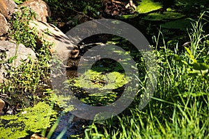 A small creek overgrown with mud and green grass in summer