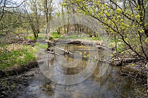 Small creek running through Elm Creek Park Reserve in Maple Grove Minnesota during springtime