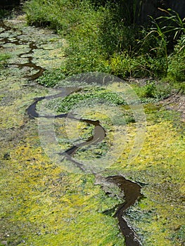 Small creek runs through Sonoma, California