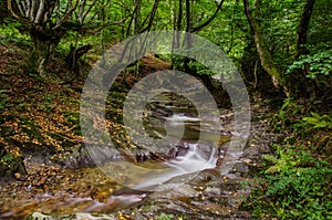 A small creek that runs through a wide valley full of fallen leaves, ferns and contorted beautiful trees