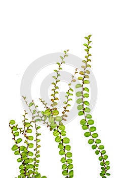 Small creeper plant isolated on white background