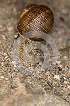 A small creeping snail with a house on the back