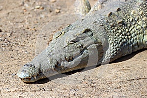 A small crocodile basking
