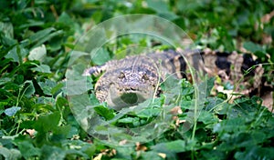 Small crocodile hiding in green grass