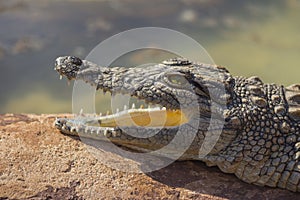 Small Crocodile With Mouth Open 1