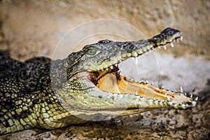 A small crocodile with an open mouth