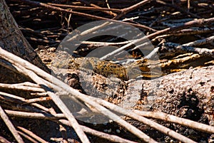 Small crocodile sits on a branch with an open mouth. Rio Lagartos, Yucatan, Mexico photo