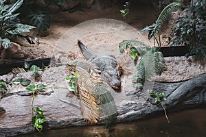 Small crocodille lying on the sand beach in the Osijek city Zoo park