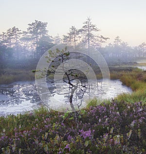 Small crooked pine against a foggy swamp in summer with blooming heather