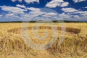 Small crop circle in a wheat field in Dorset