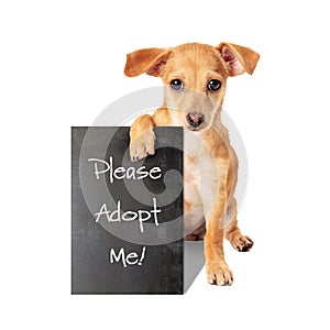 Small Crossbreed Dog Holding Adopt Me Sign