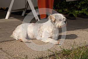 Small crossbreed dog laying on the ground