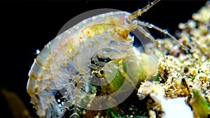 A small crustacean of the genus Gammarus, caught by a small Actinia - an invader Diadumene lineata