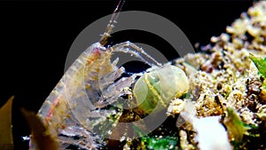 A small crustacean of the genus Gammarus, caught by a small Actinia - an invader Diadumene lineata