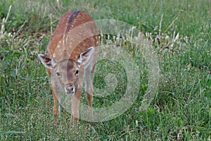 Small cub spotted deer