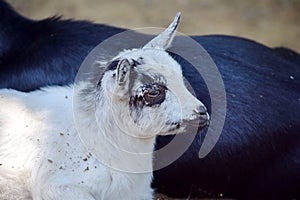 Small Cub of Wild Goat Capra Aegagrus Hircus Lying on Mothers Back