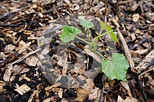 small cucamelon plant growing with wood mulch. young cucamelon crop in the vegetable garden