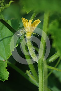 Small cucumber/cuke and flower