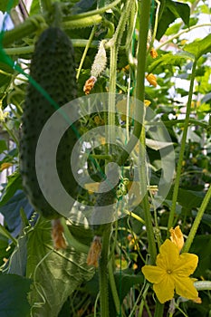 Small cucumber with a flower. Growing cucumbers in a greenhouse. Organic foods.