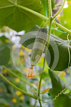 Small cucumber with a flower. Growing cucumbers in a greenhouse. Organic foods.