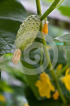 Small cucumber with a flower. Growing cucumbers in a greenhouse. Organic foods.