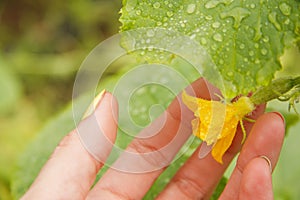 Small cucumber with flower