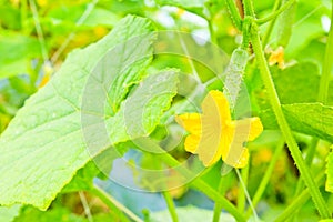 Small cucumber with flower on tree