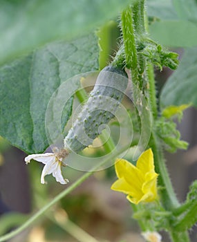 Small cucumber growing on a branch in the garden