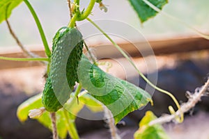 Small Cucumber growing in greenhouse