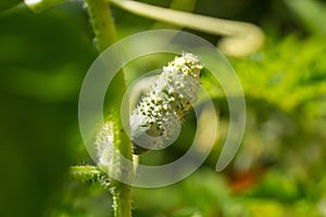 Small cucumber growing on twig