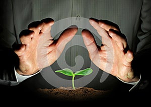 Small cucumber seedling, protected hands