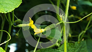 Small cucumber on stem among green foliage. Appearance of first fruits in greenhouse