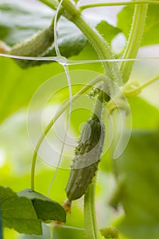 Small cucumbers growing in garden