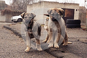 Small cur puppies on the street