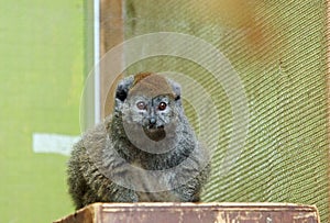 A small cure Alaotran gentle lemur sitting and looking directly into camera
