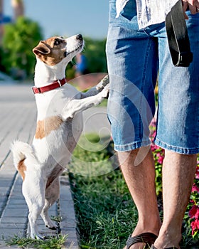 A small curious dog jack russell terrier looks or asks for something owner or person, standing on its hind legs outside