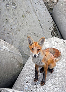 Small curious fox sitting on grey asfalt