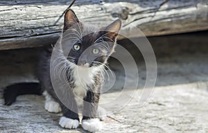 A small curious funny kitten against a wooden wall