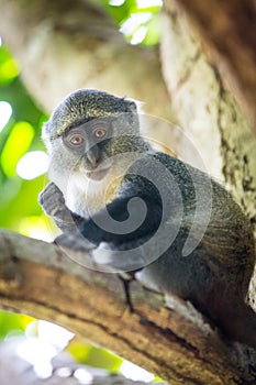 Small curious monkey on green tree