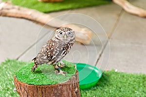 Small curious owl