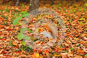 Small curious squirrel on a fall autumn leaves