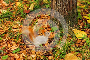 Small curious squirrel on a fall autumn leaves