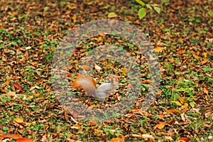 Small curious squirrel on a fall autumn leaves