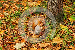 Small curious squirrel on a fall autumn leaves