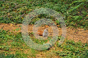 Small curious squirrel on a forest path backgrounds