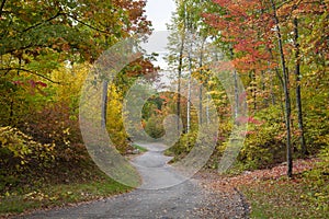 Small curving road among trees in autumn color in northern Minnesota